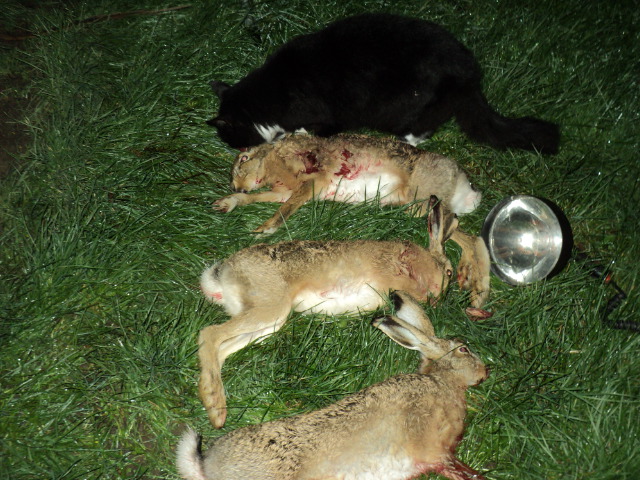 Name:  picture 3590.jpg
Views: 512
Size:  164.1 KB