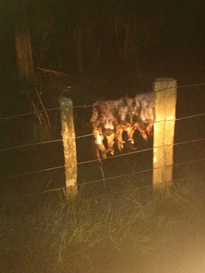 Name:  possums.jpg
Views: 376
Size:  15.5 KB