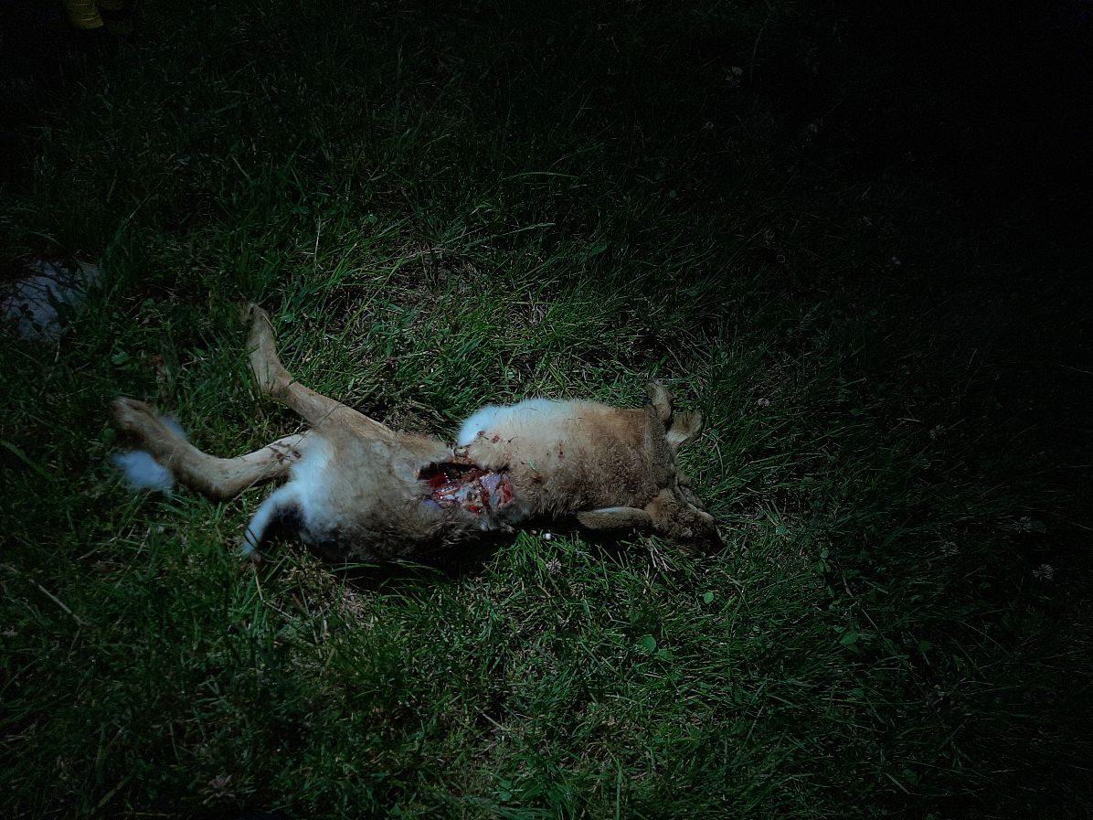 Name:  hare 1.jpg
Views: 404
Size:  222.7 KB