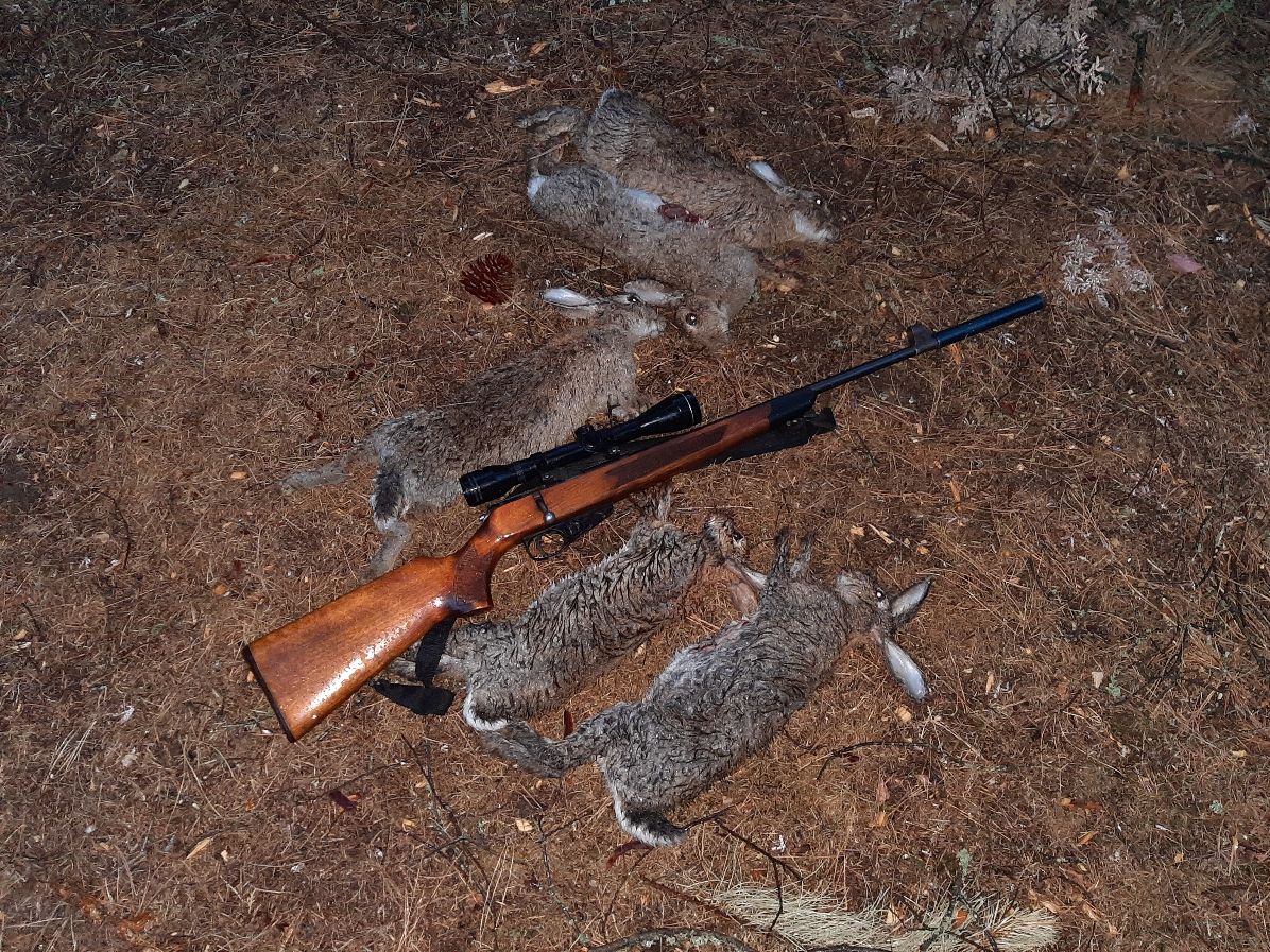 Name:  Blythe Valley rabbits.jpg
Views: 465
Size:  390.4 KB