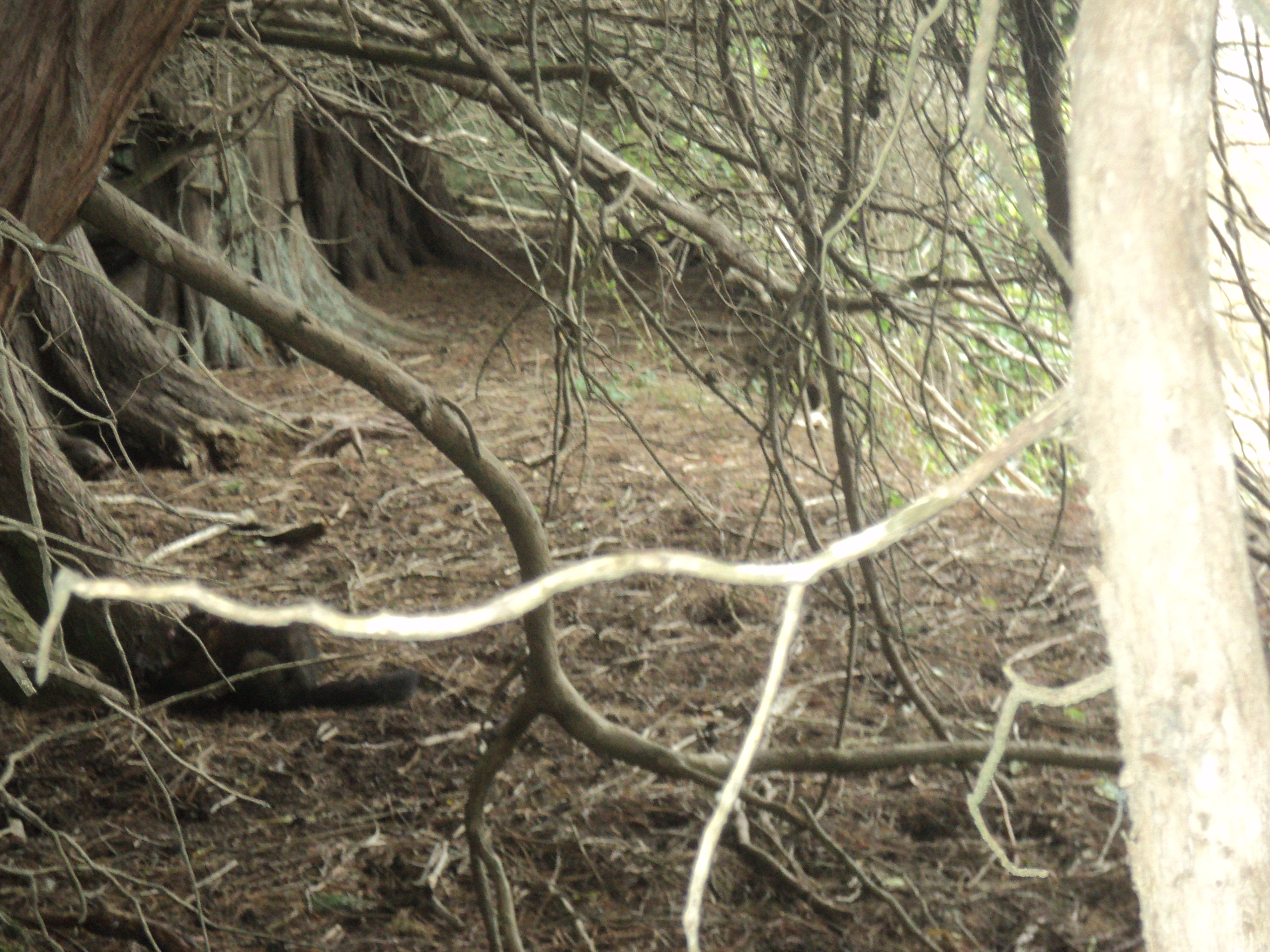 Name:  DSC08477 - Copy.JPG
Views: 207
Size:  4.22 MB