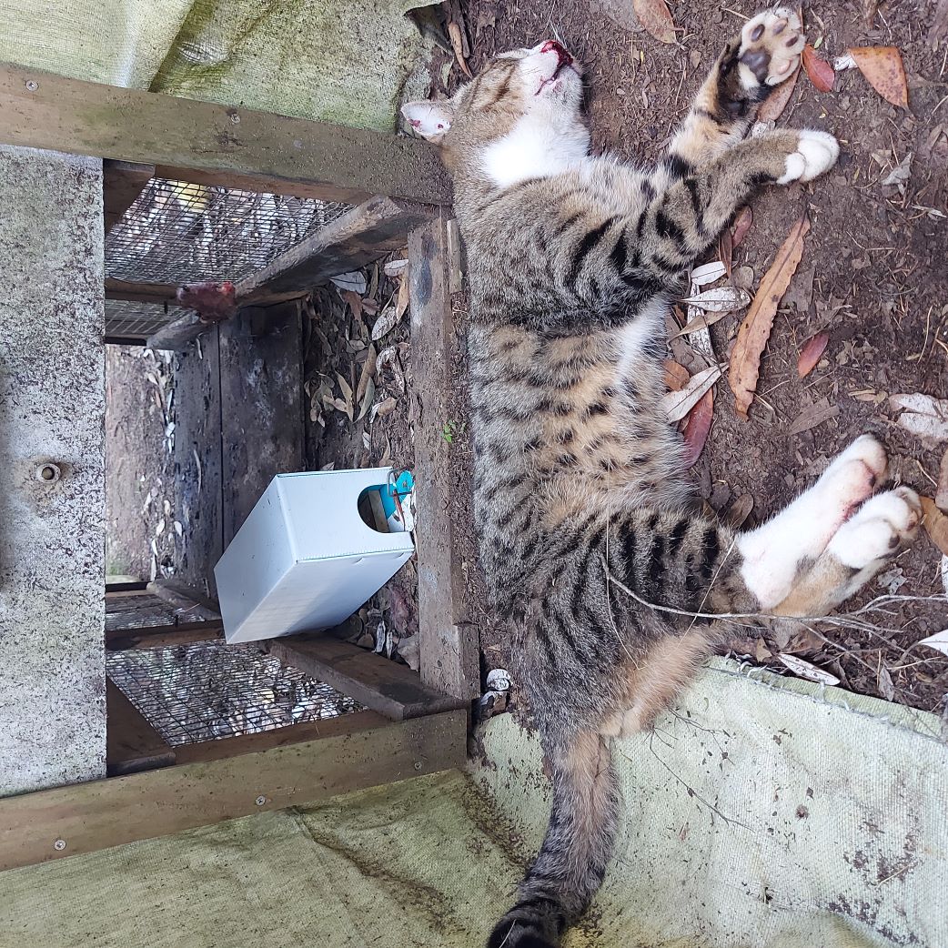 Name:  Cat 01.jpg
Views: 239
Size:  383.1 KB