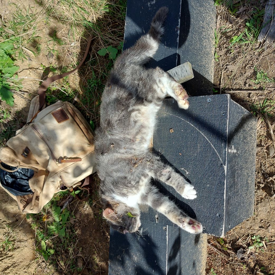 Name:  Cat 02.jpg
Views: 235
Size:  374.3 KB