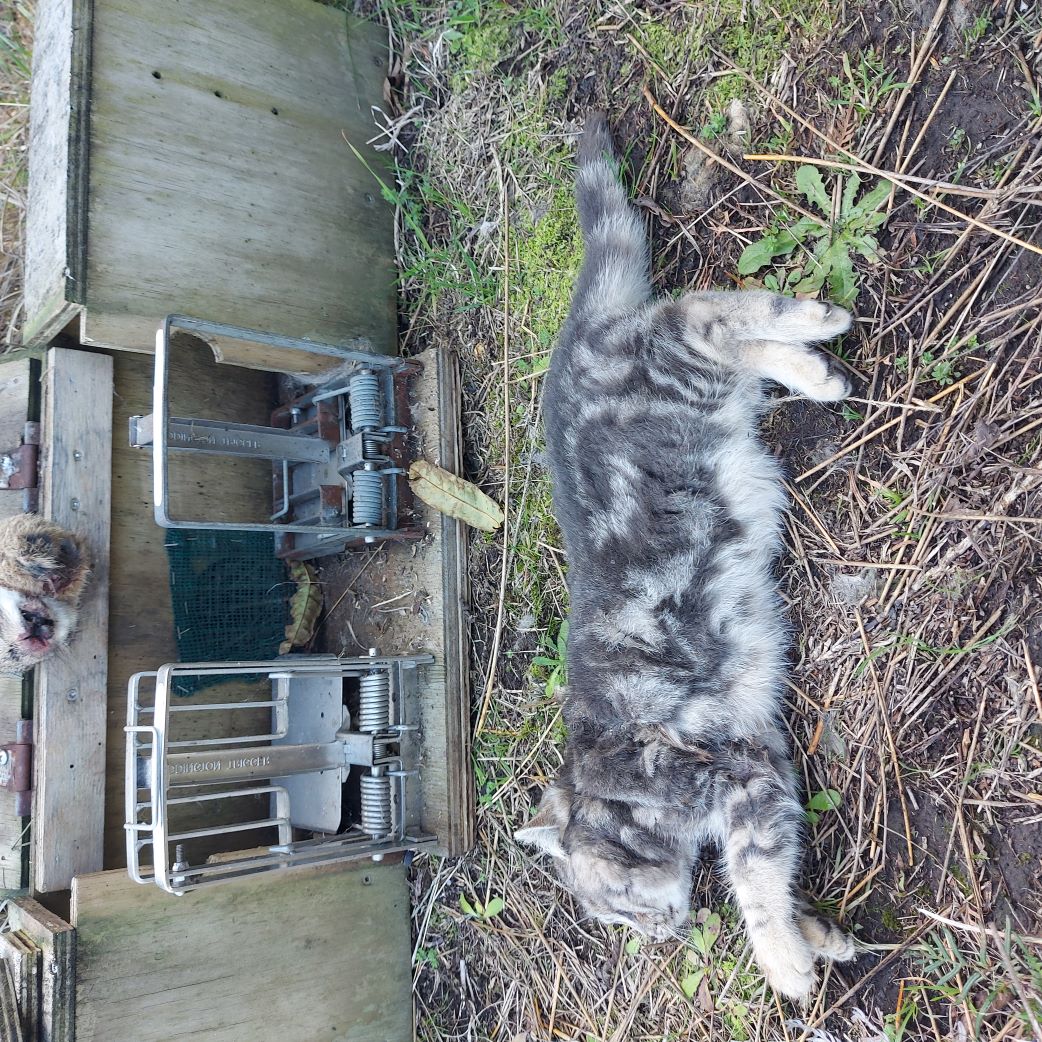 Name:  Cat 03.jpg
Views: 237
Size:  366.8 KB