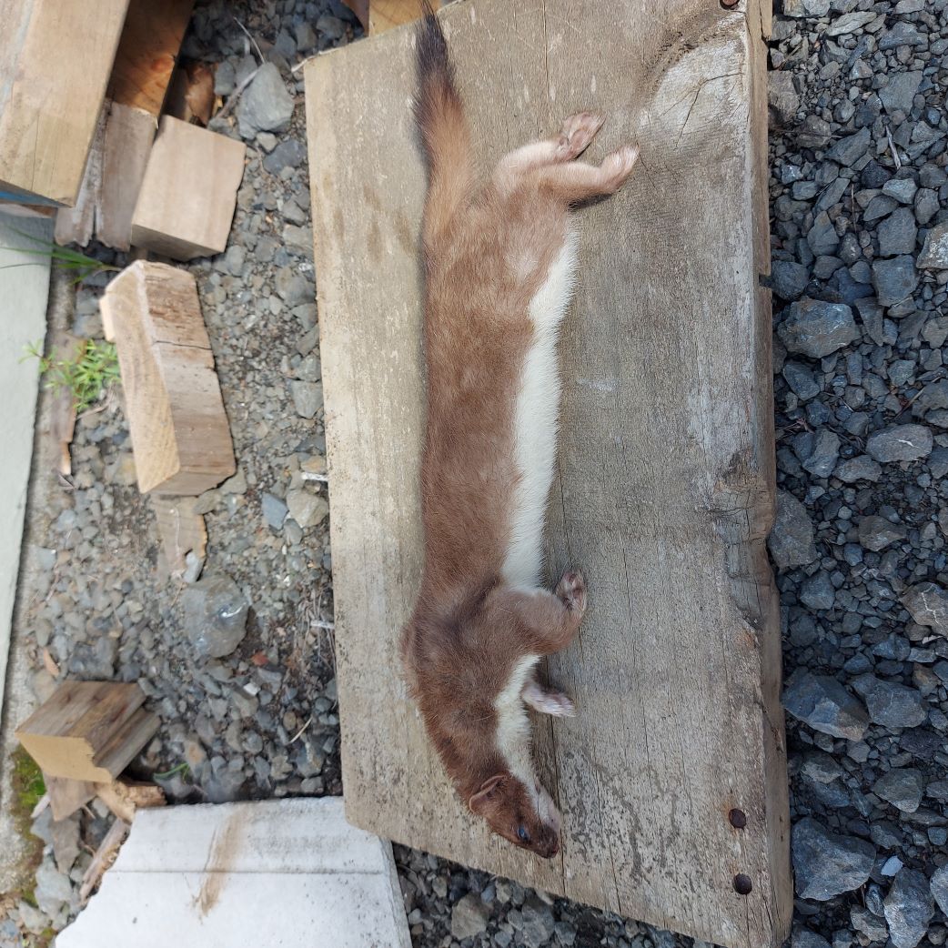 Name:  Stoat 1.jpg
Views: 239
Size:  261.1 KB