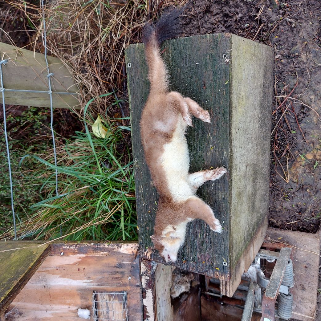 Name:  Stoat 2.jpg
Views: 241
Size:  313.9 KB