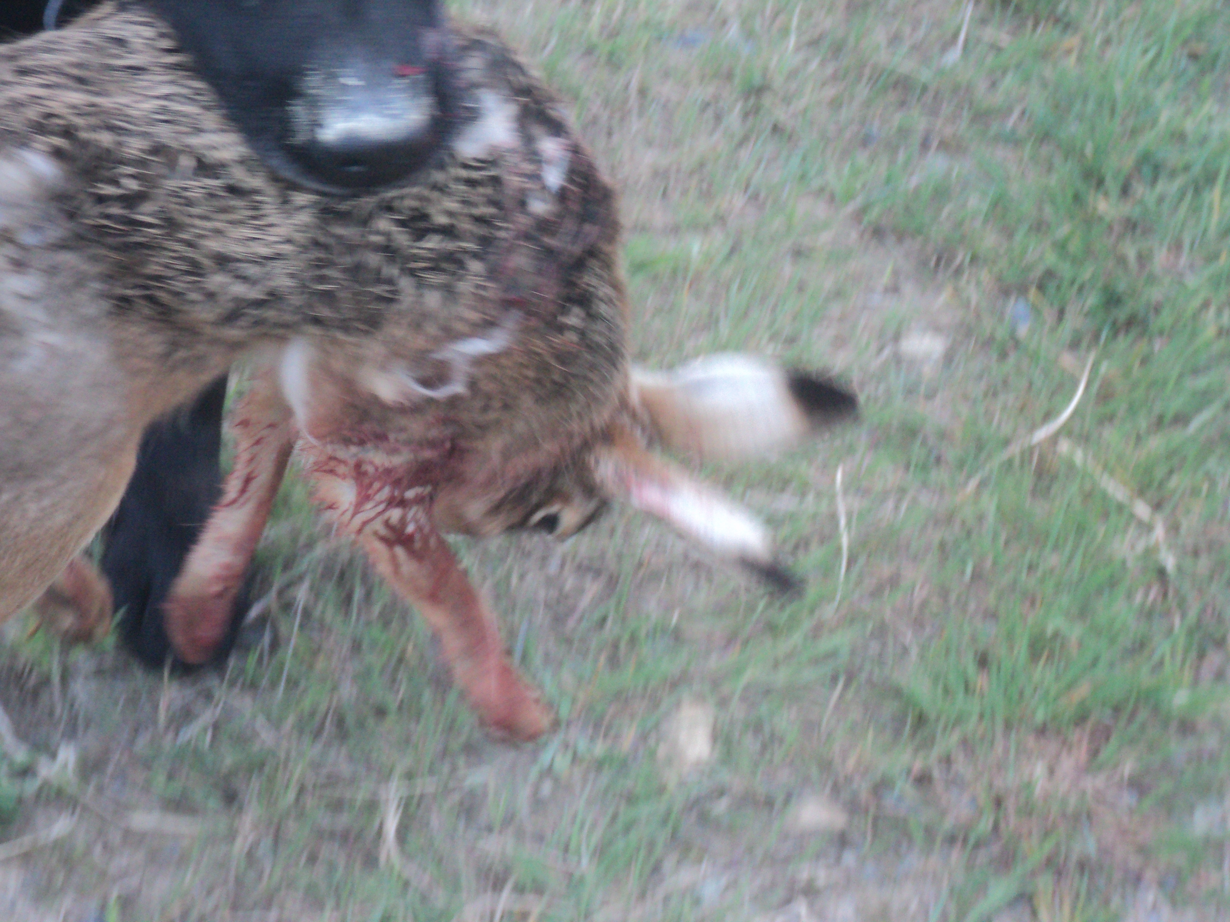 Name:  DSC08816.JPG
Views: 414
Size:  4.27 MB