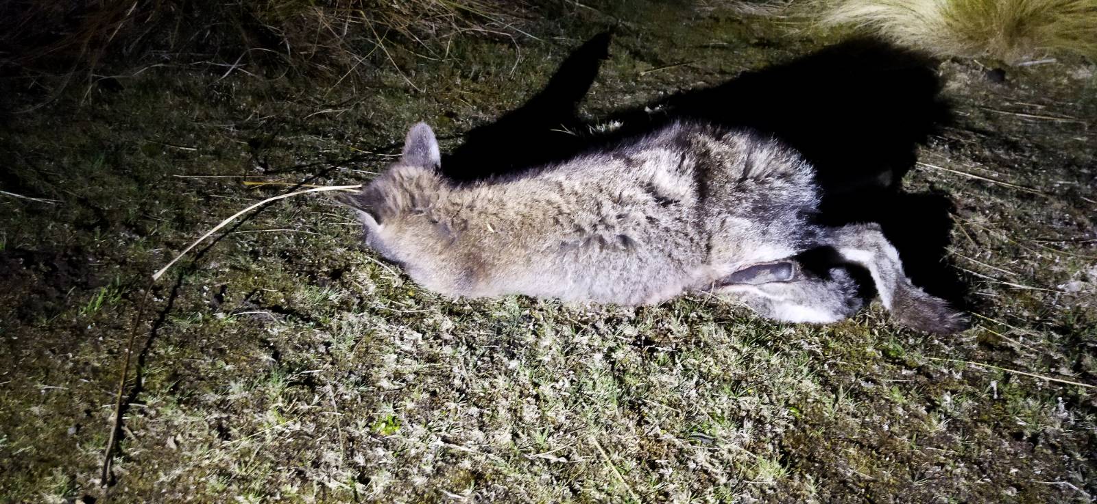 Name:  Wallaby-retreived-on-dark.jpeg
Views: 321
Size:  284.0 KB