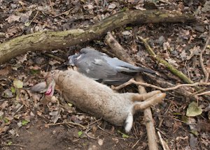 Name:  rabbit-woodpigeon-airgun-hunted.png
Views: 257
Size:  175.2 KB