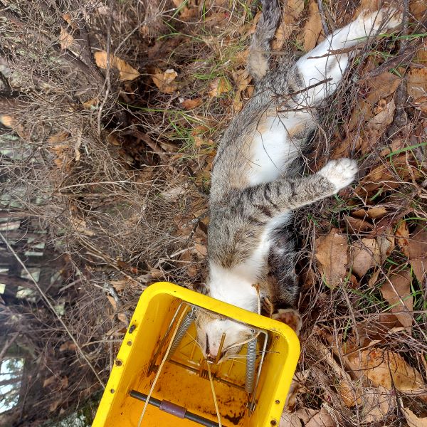 Name:  Cat timms 3.jpg
Views: 225
Size:  134.8 KB