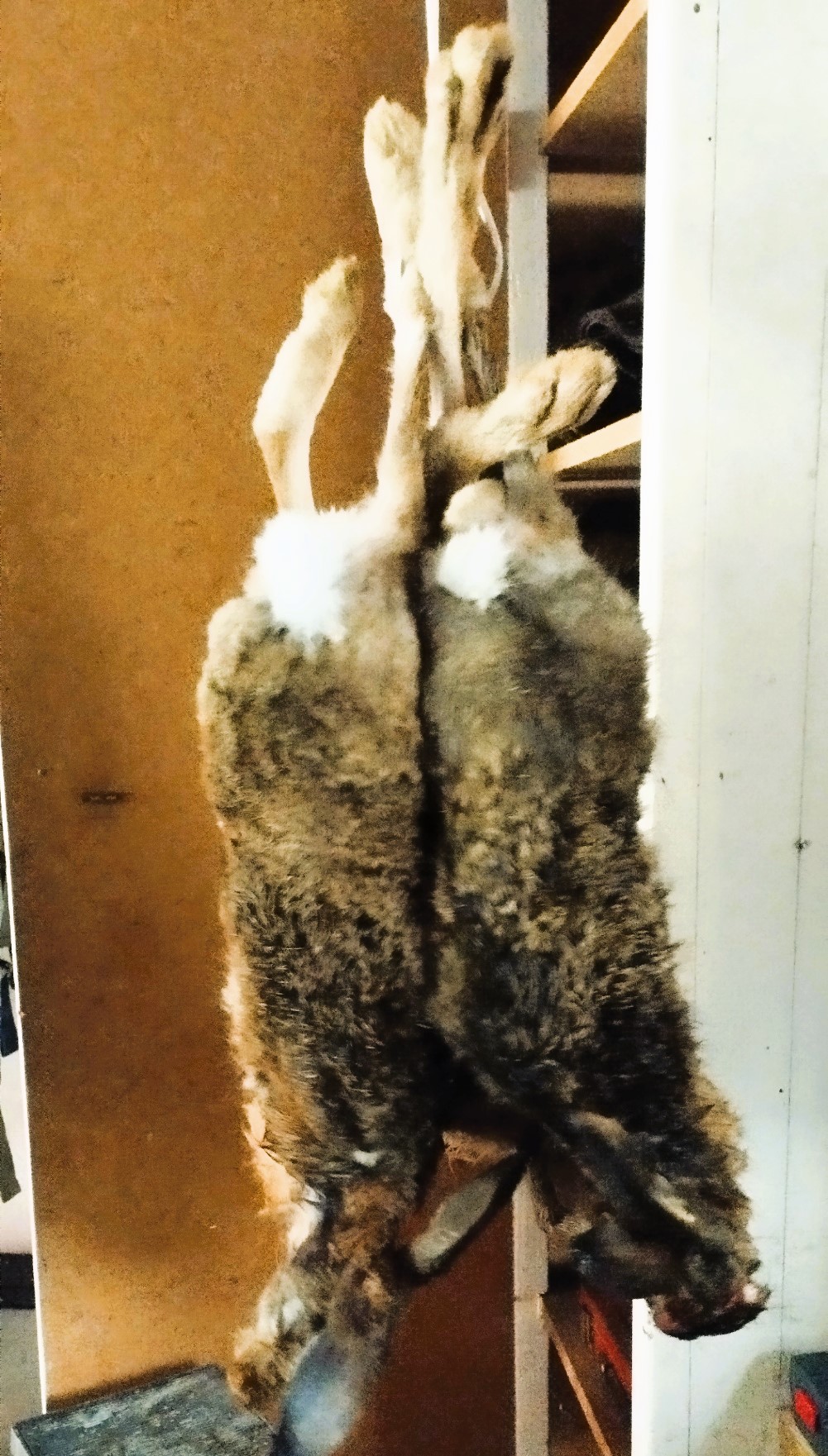 Name:  Hares.jpg
Views: 481
Size:  494.6 KB