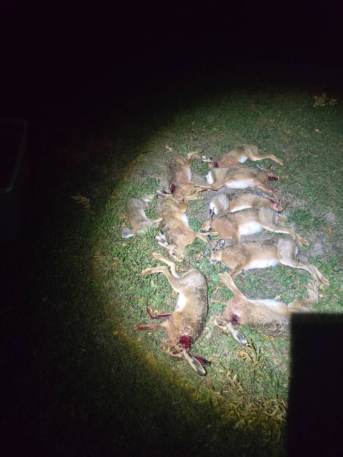 Name:  hares.jpg
Views: 176
Size:  484.0 KB