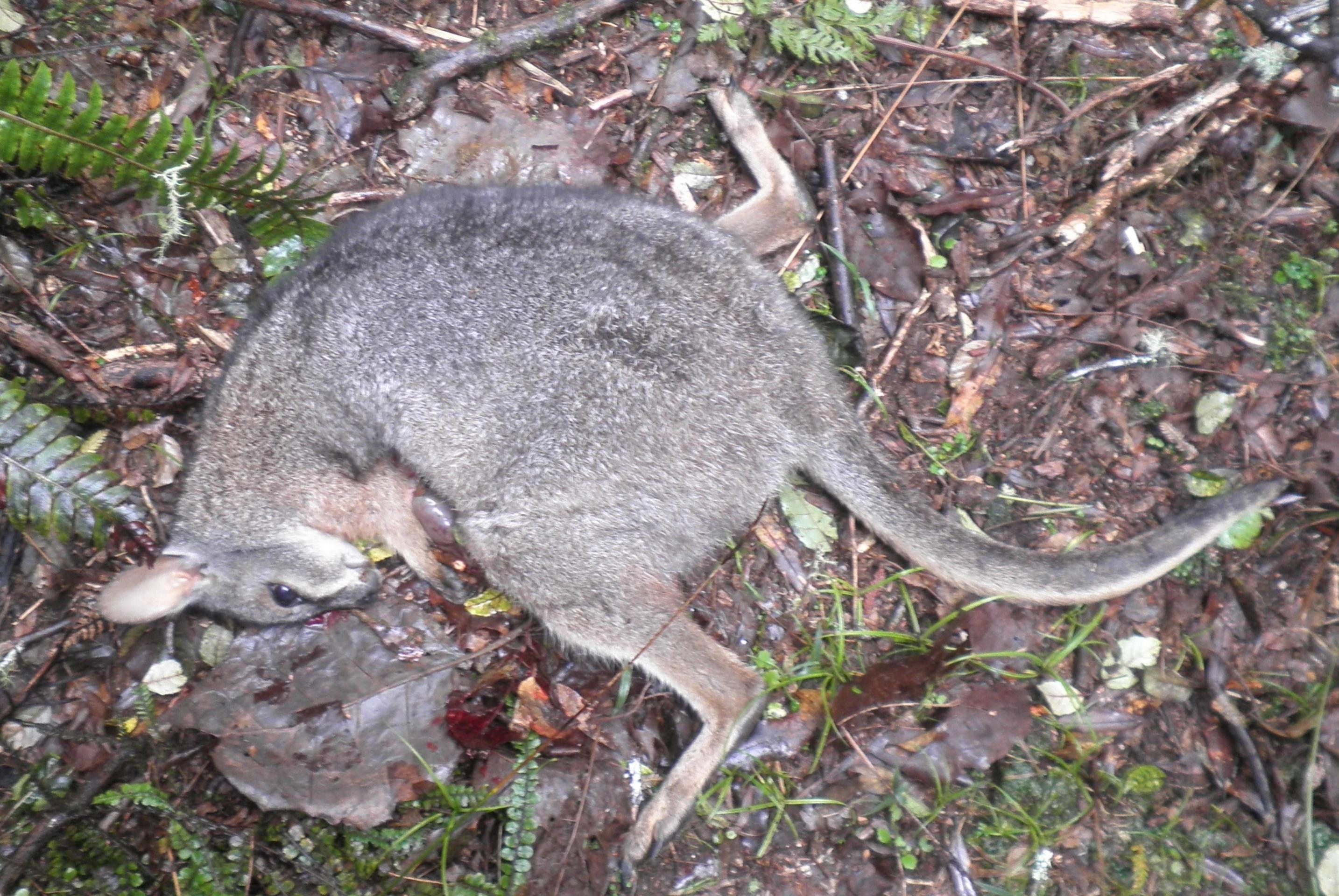 Name:  l wallaby.jpg
Views: 553
Size:  763.9 KB
