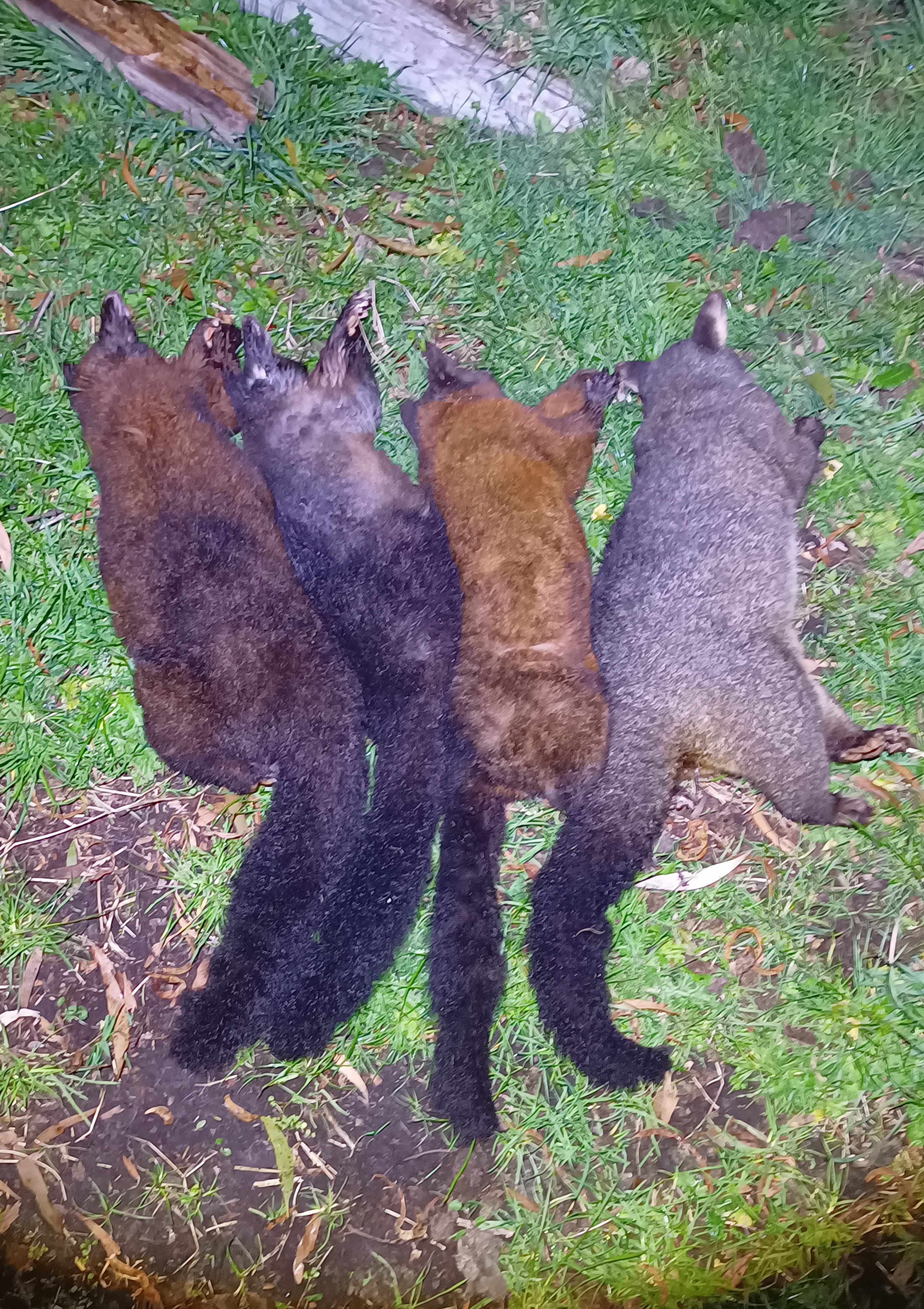 Name:  IMG_20250620_191249139~2.jpg
Views: 159
Size:  3.05 MB