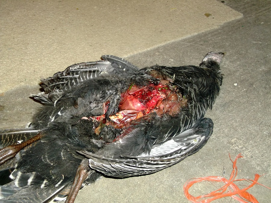 Name:  DSCF0612.jpg
Views: 380
Size:  409.3 KB