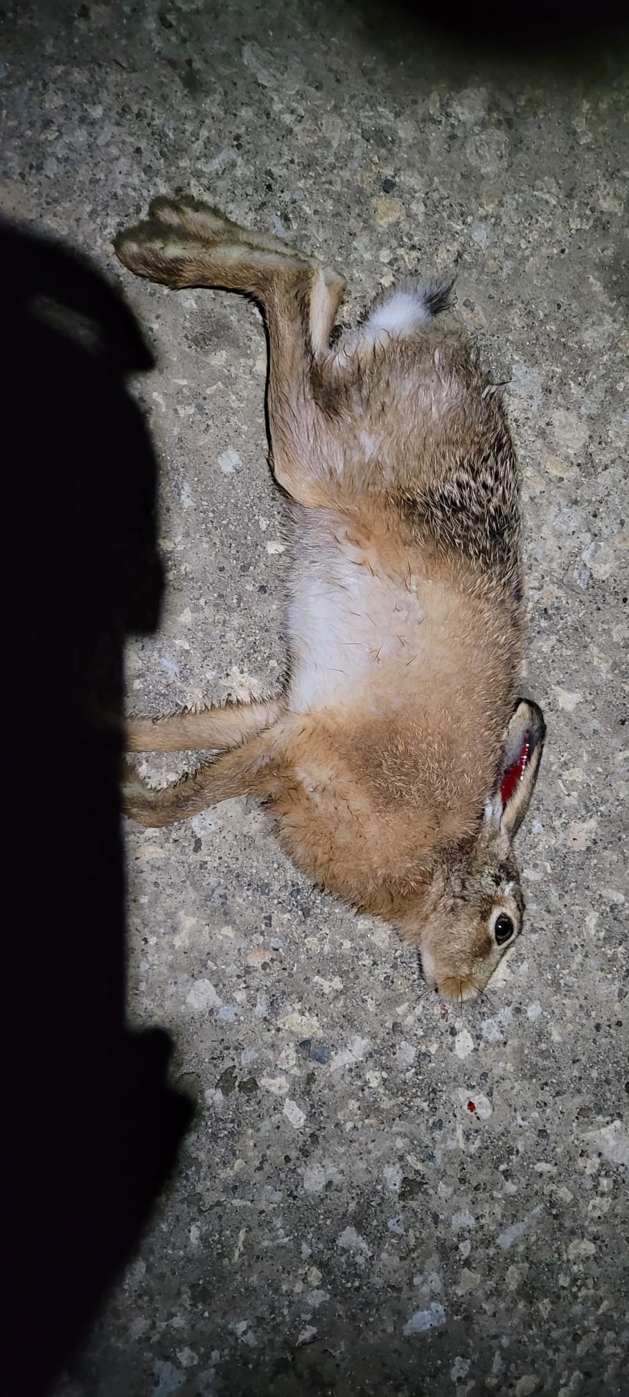 Name:  hare OCt 2025.jpg
Views: 280
Size:  296.9 KB