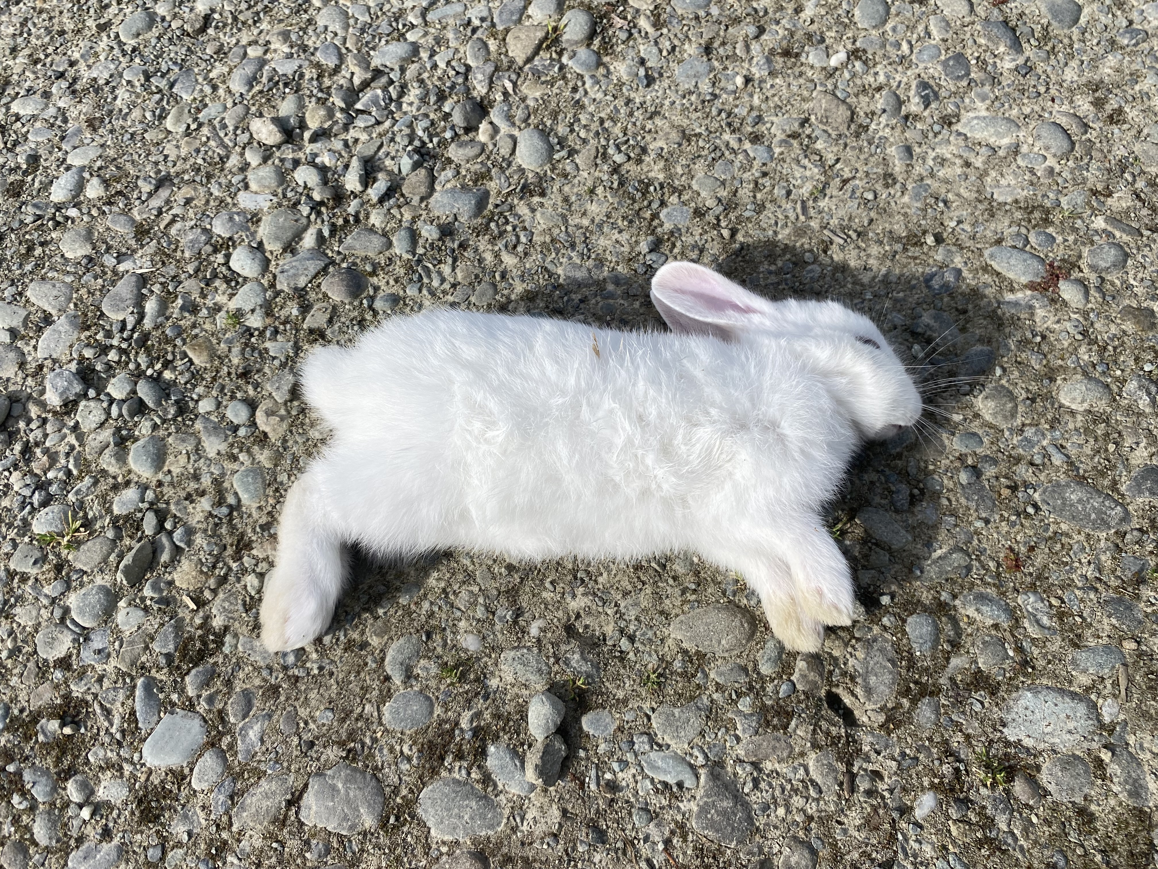 Name:  IMG_1957.jpeg
Views: 289
Size:  5.04 MB