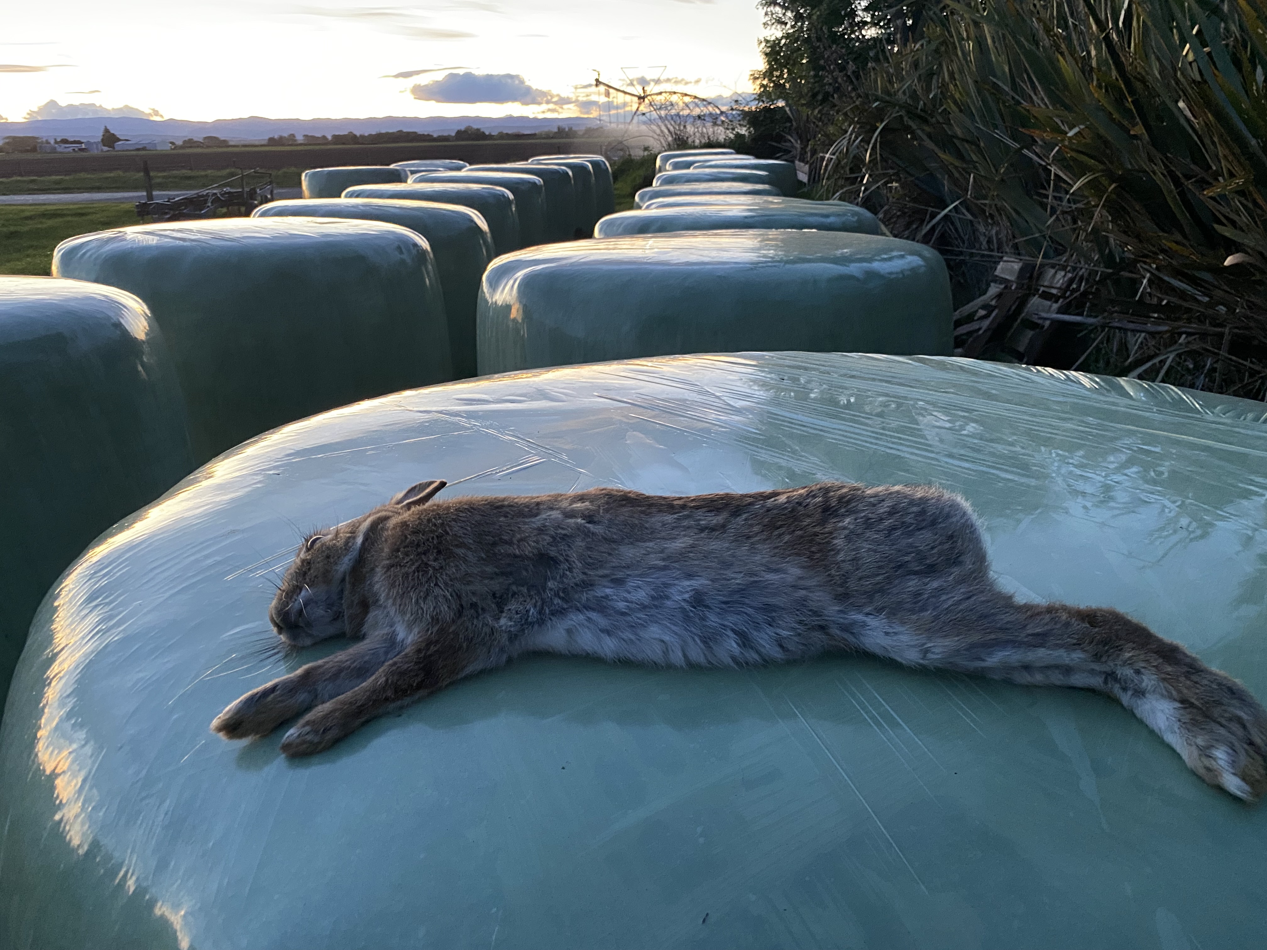 Name:  IMG_1974.jpeg
Views: 280
Size:  2.35 MB