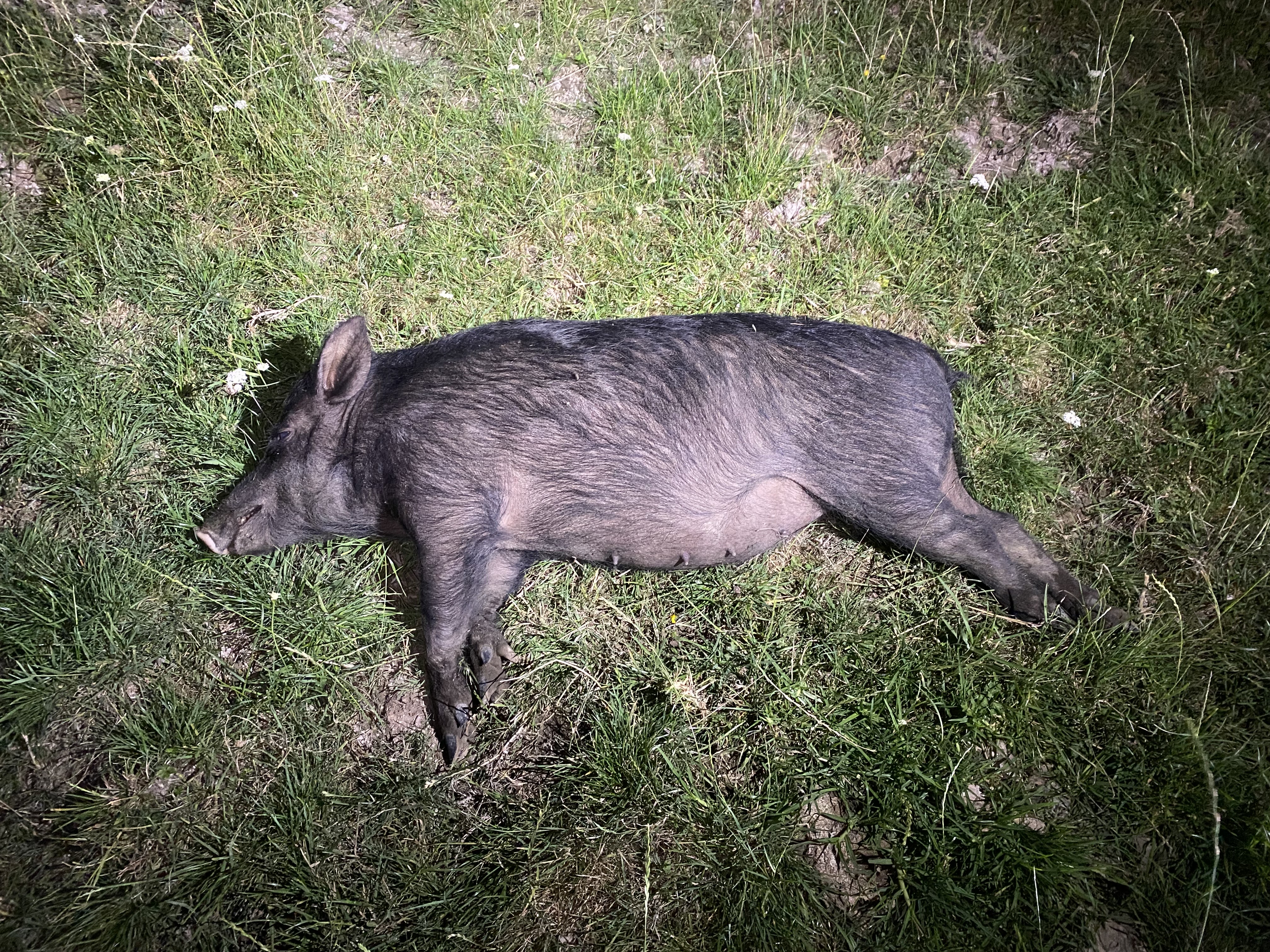 Name:  IMG_3718.jpeg
Views: 107
Size:  4.93 MB