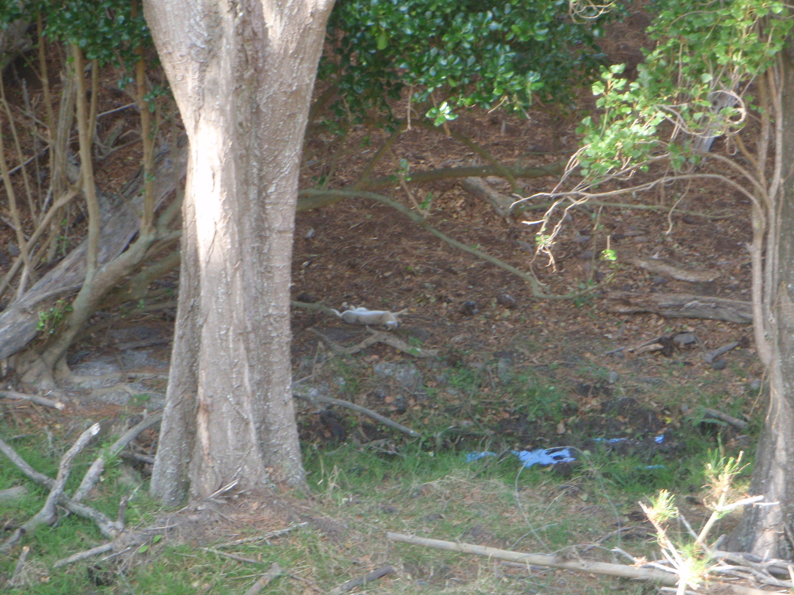 Name:  P2270001.JPG
Views: 737
Size:  445.1 KB