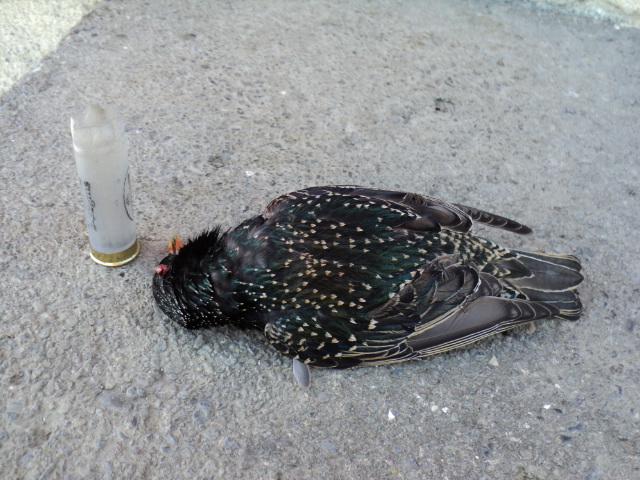 Name:  picture 4409.jpg
Views: 429
Size:  163.9 KB