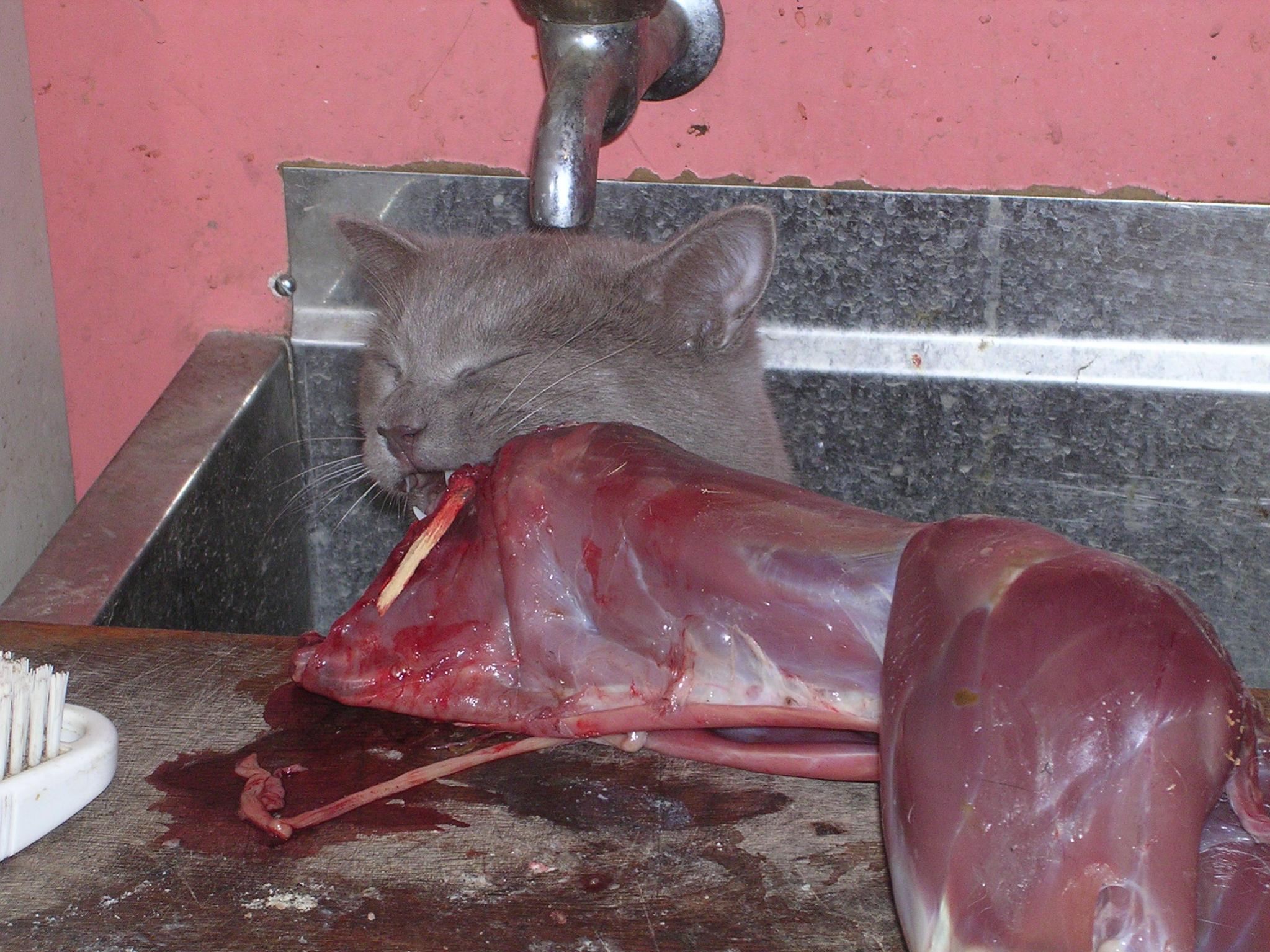 Name:  DSCN1596a.jpg
Views: 455
Size:  438.3 KB