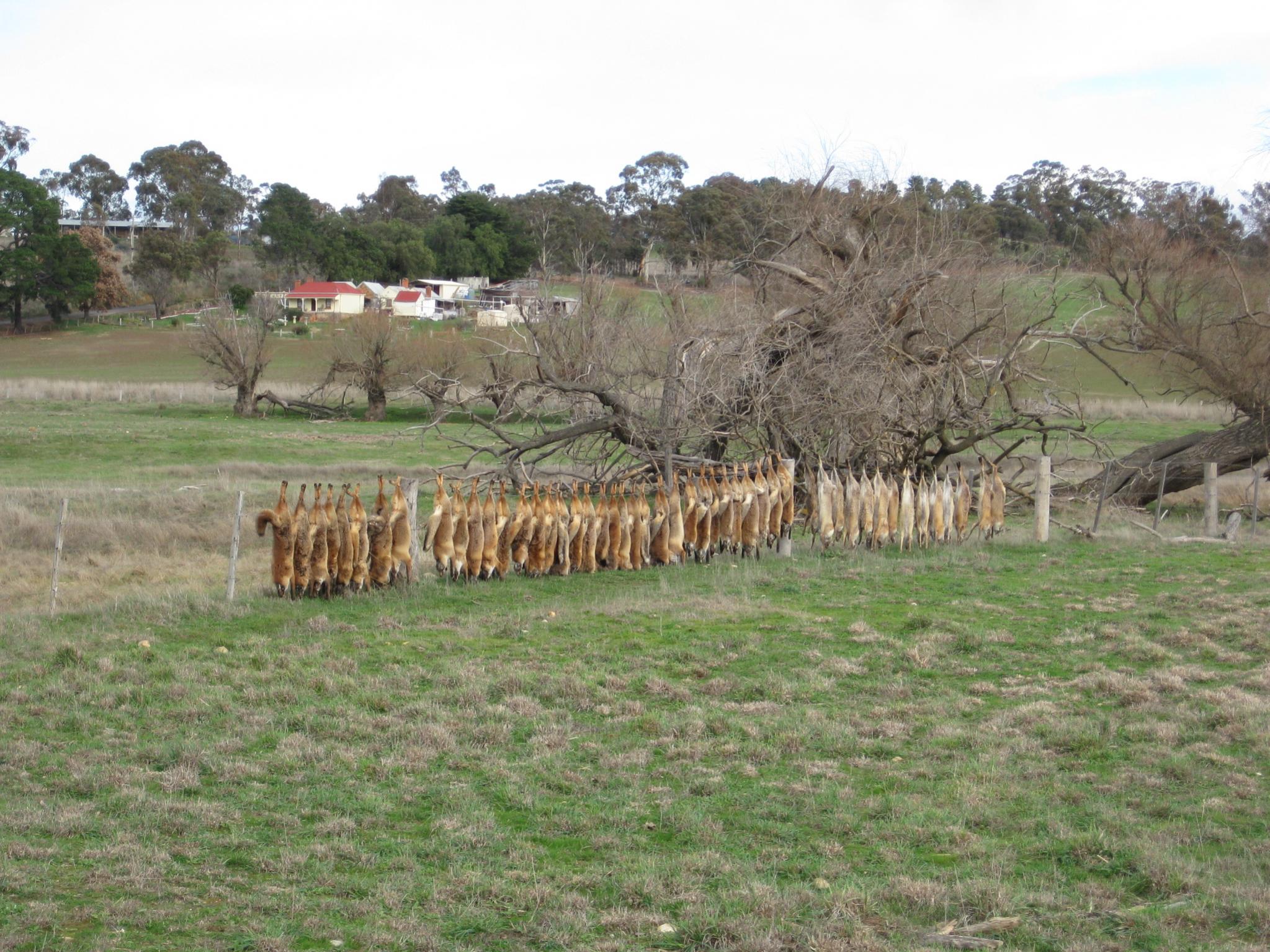 Name:  foxes1.jpg
Views: 505
Size:  483.8 KB