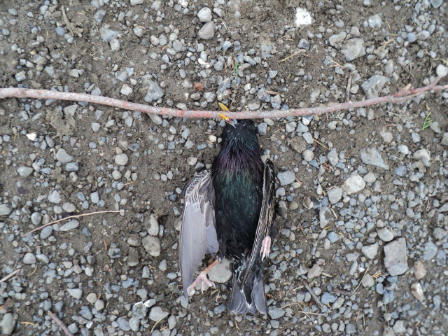 Name:  picture 4570.jpg
Views: 477
Size:  165.0 KB