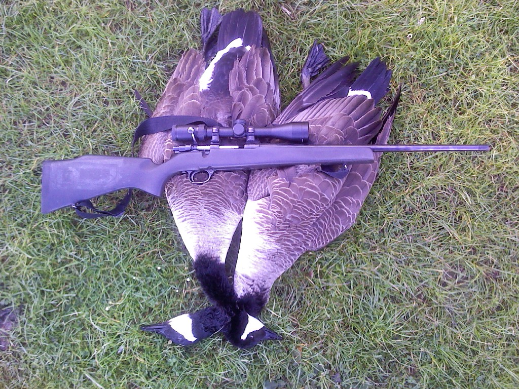 Name:  geese.jpg
Views: 362
Size:  421.8 KB