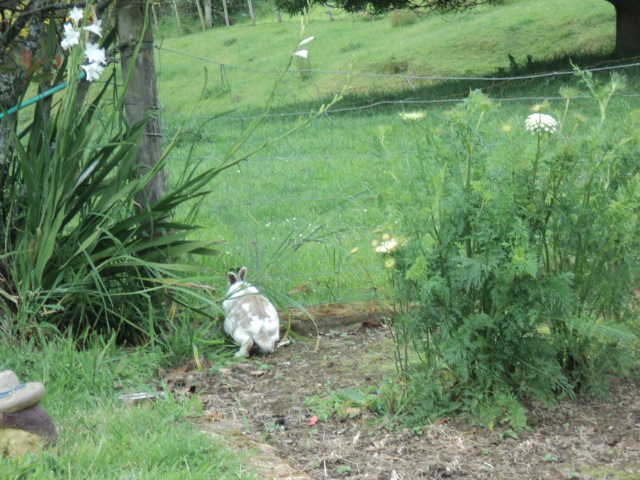 Name:  picture 4666.jpg
Views: 291
Size:  163.8 KB