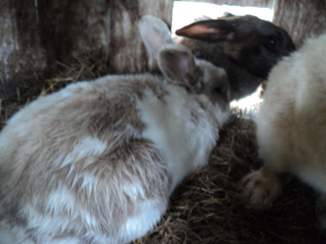 Name:  picture 4669.jpg
Views: 288
Size:  163.2 KB