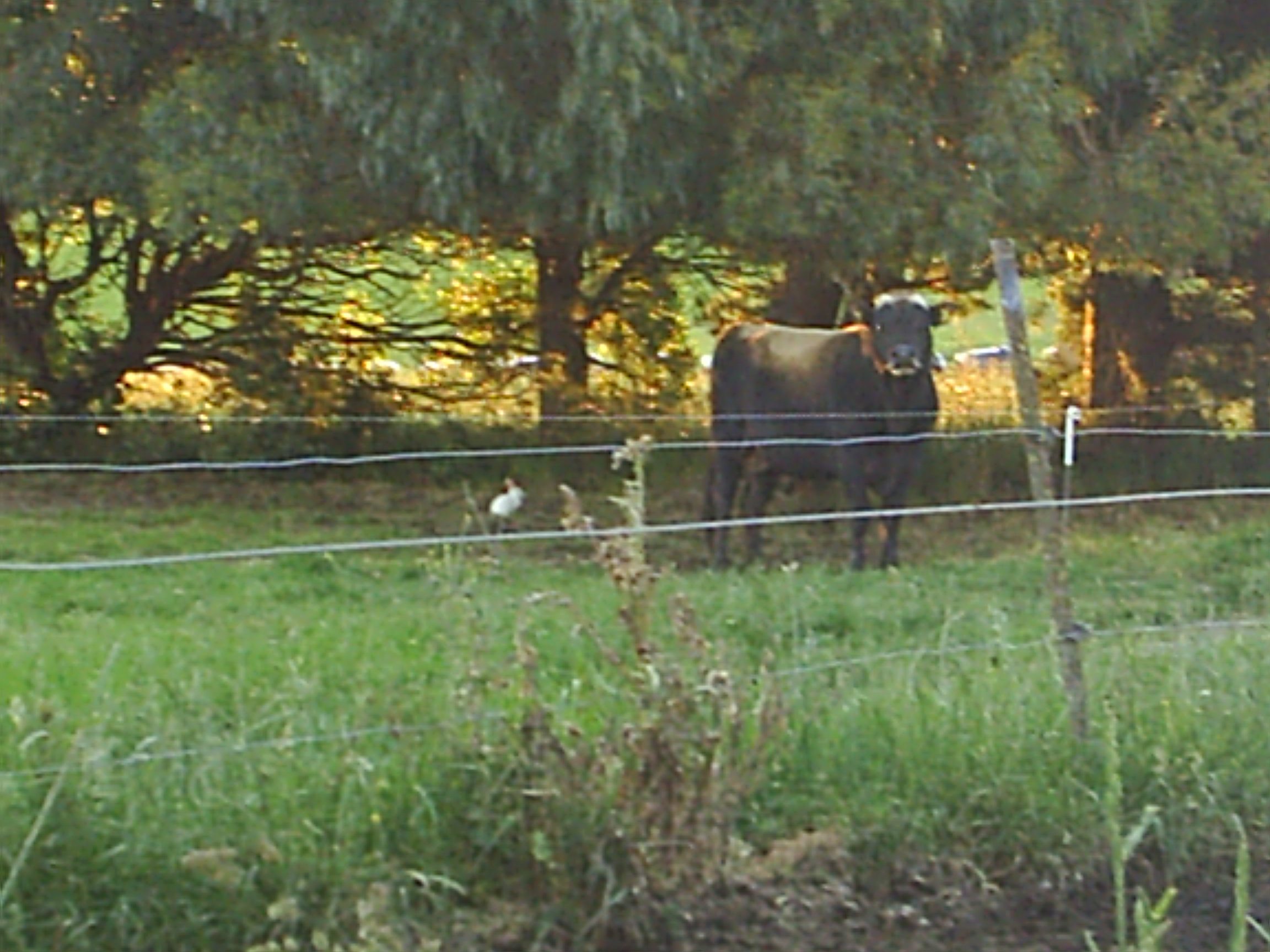 Name:  pics 072.jpg
Views: 288
Size:  468.5 KB