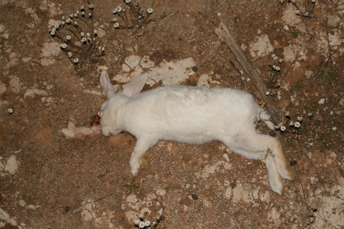 Name:  white rabbit 2 (Medium).JPG
Views: 562
Size:  159.4 KB