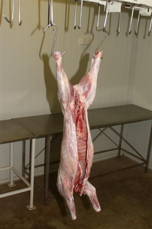 Name:  BBQ pig (Medium).JPG
Views: 403
Size:  49.0 KB