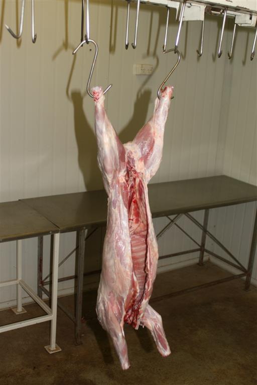 Name:  BBQ pig (Medium).JPG
Views: 379
Size:  49.0 KB