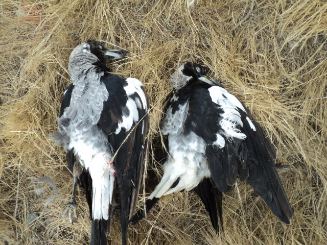 Name:  picture 4863.jpg
Views: 337
Size:  163.6 KB