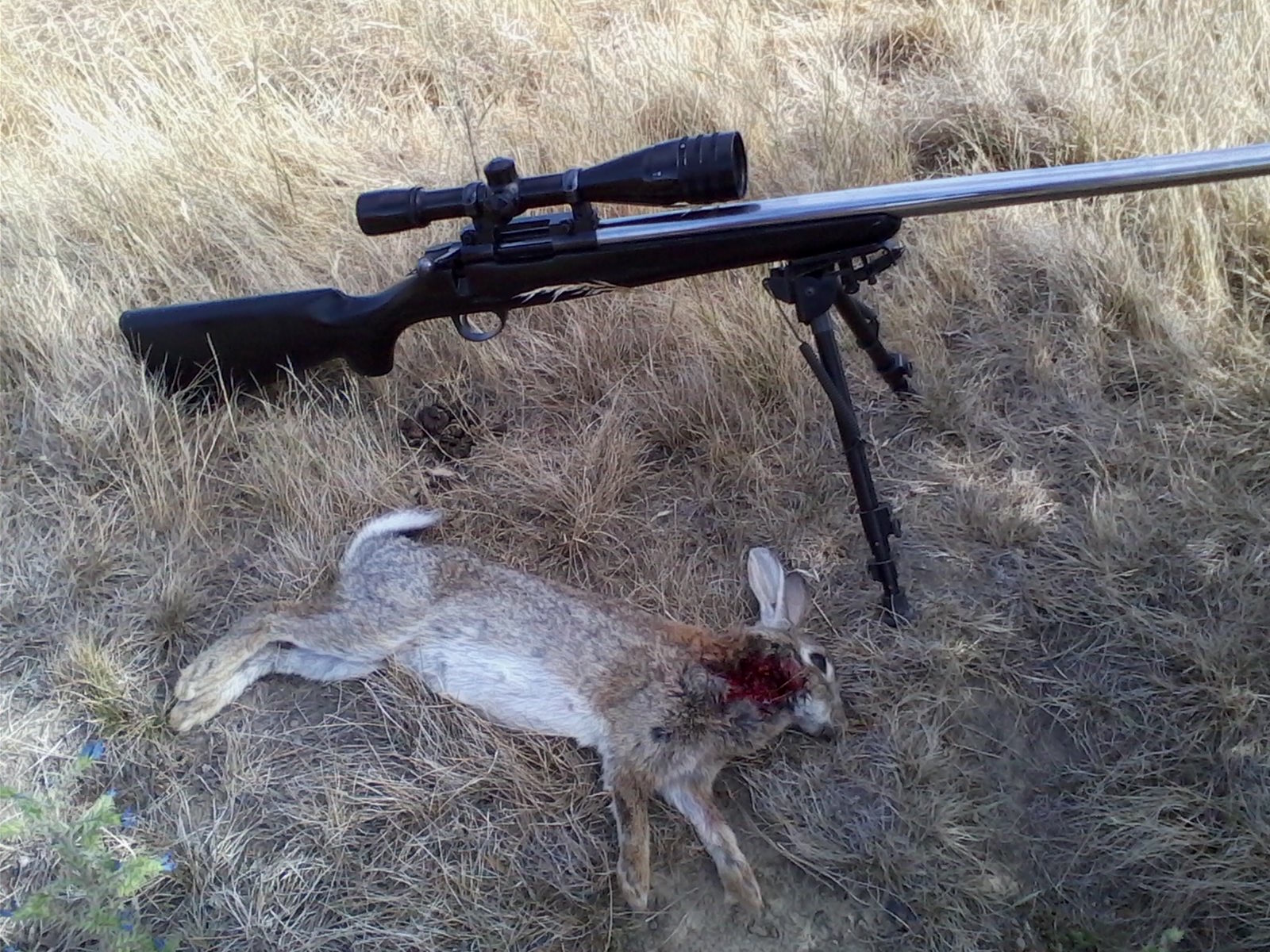 Name:  222 bunny1.jpg
Views: 400
Size:  463.3 KB