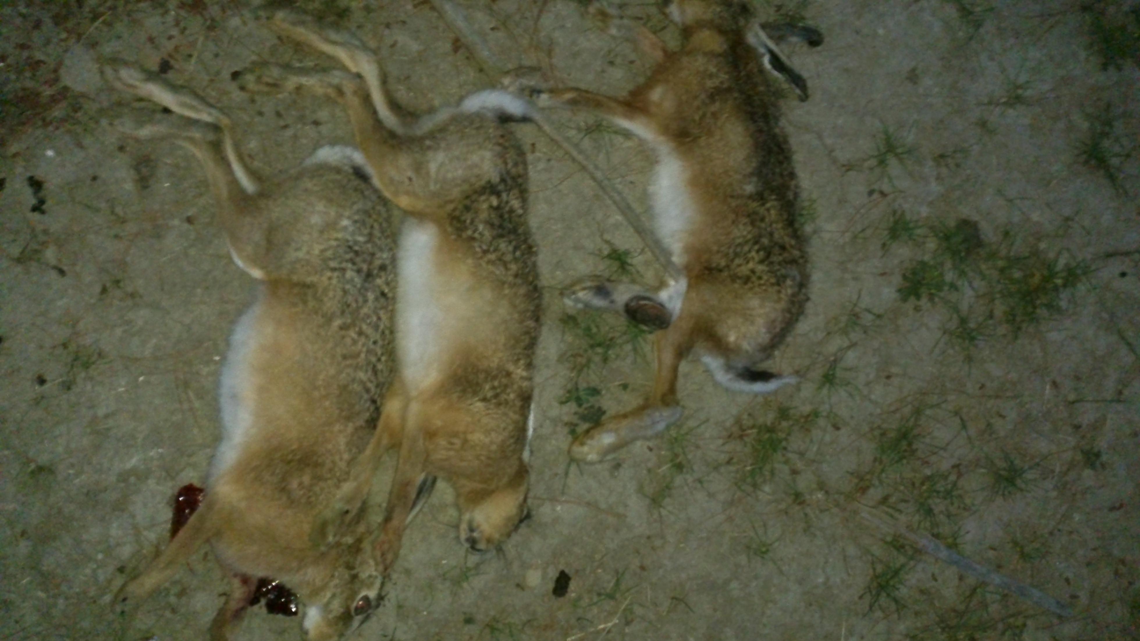 Name:  DSC_0119.jpg
Views: 374
Size:  498.7 KB