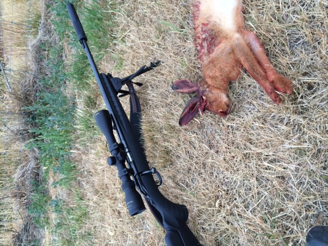 Name:  Ruger vs Hare.jpg
Views: 231
Size:  138.5 KB