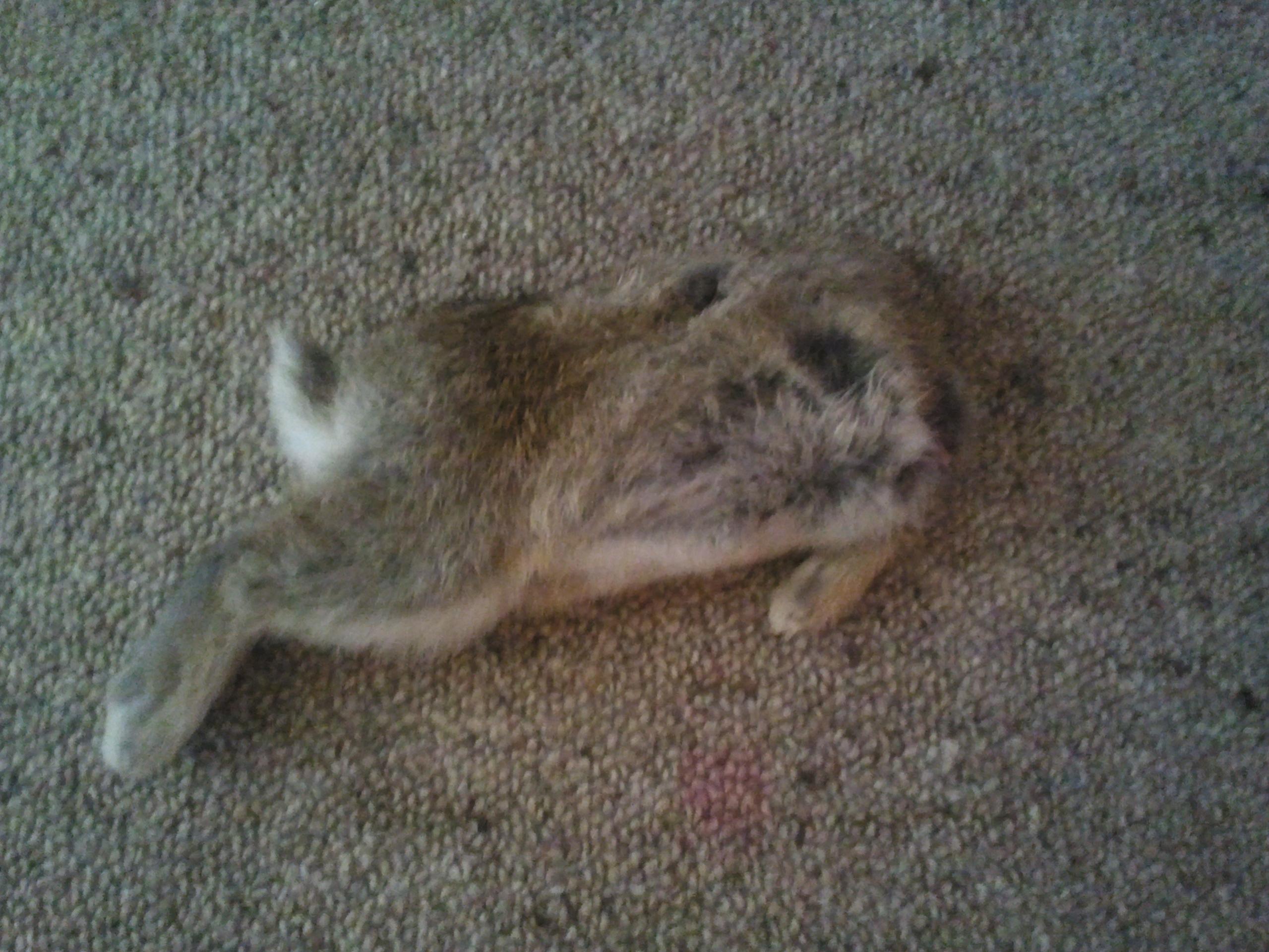 Name:  possum rabbit.jpg
Views: 1437
Size:  484.7 KB