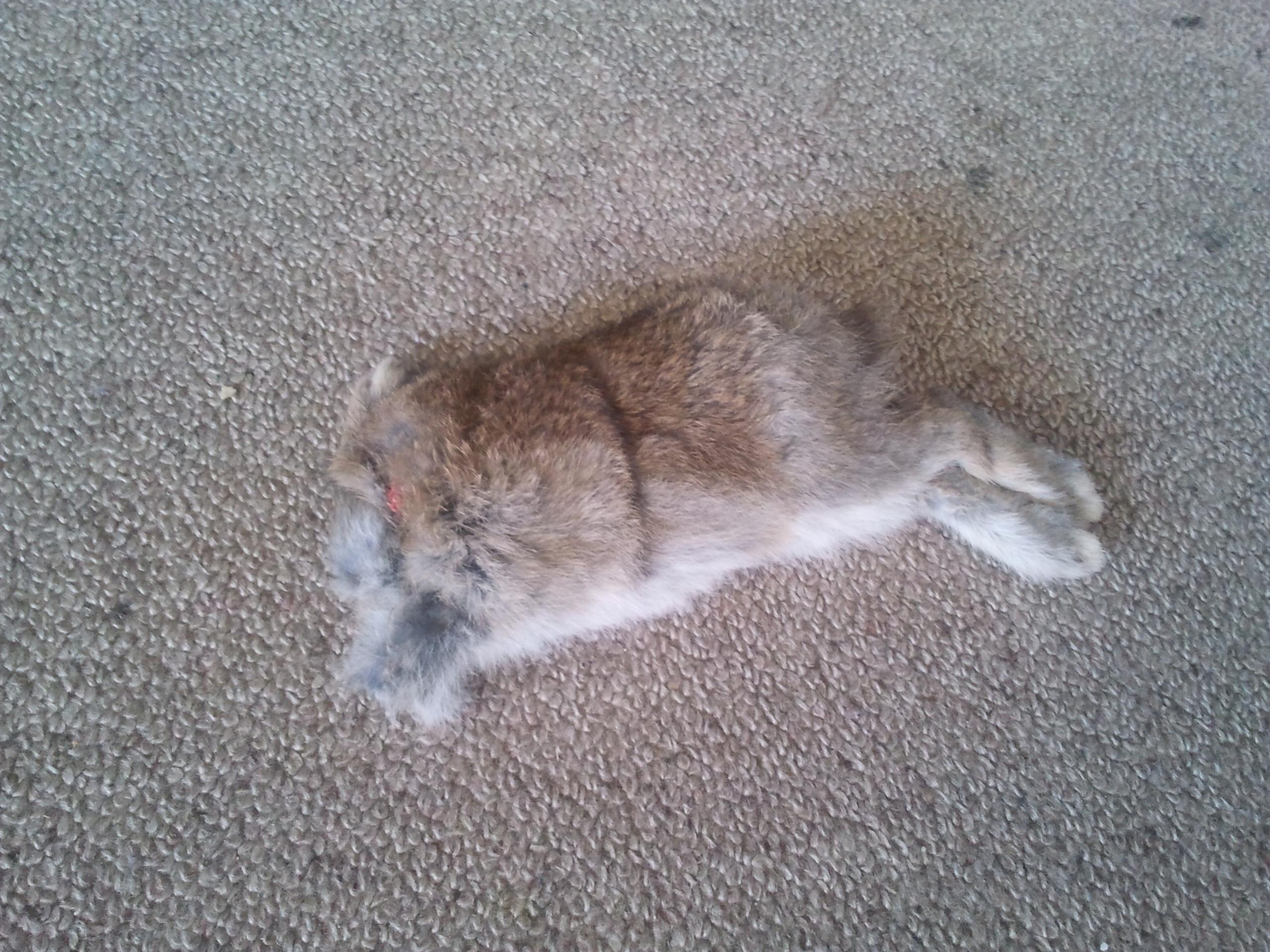 Name:  rabbit2.jpg
Views: 594
Size:  679.8 KB