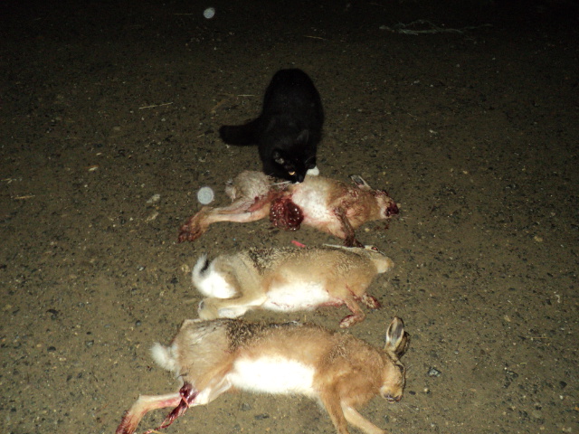 Name:  picture 272.jpg
Views: 1312
Size:  164.9 KB