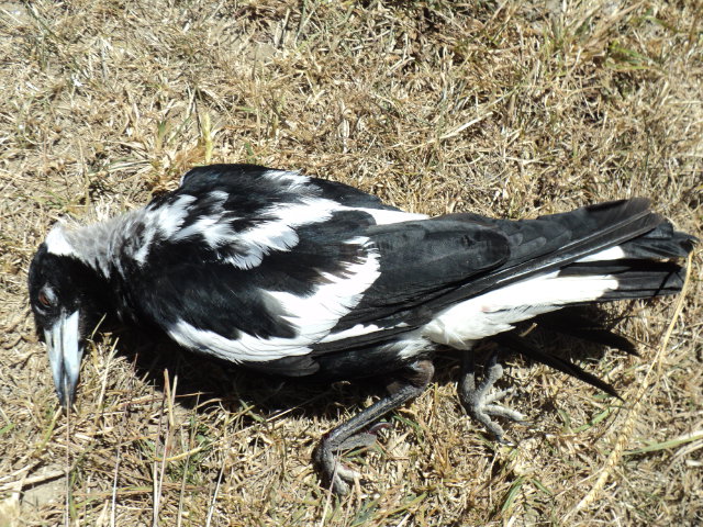 Name:  picture 5080.jpg
Views: 304
Size:  164.8 KB