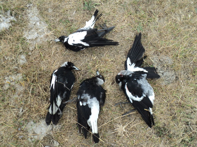 Name:  picture 5084.jpg
Views: 319
Size:  164.5 KB