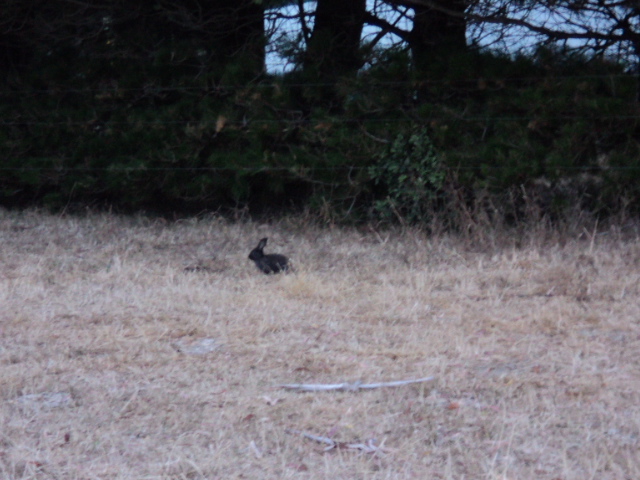 Name:  picture 5106.jpg
Views: 284
Size:  164.1 KB