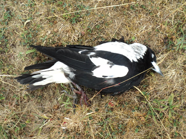 Name:  picture 5107.jpg
Views: 282
Size:  165.2 KB