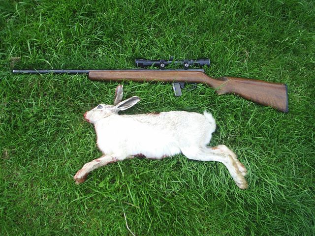 Name:  Copy of white hare 002.jpg
Views: 267
Size:  114.2 KB