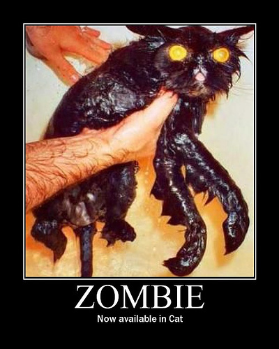 Name:  zombie-cat2.jpg
Views: 1006
Size:  88.5 KB