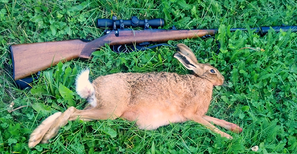 Name:  hare.JPG
Views: 265
Size:  316.1 KB