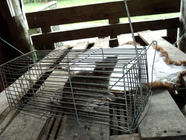 Name:  picture 290.jpg
Views: 967
Size:  162.7 KB